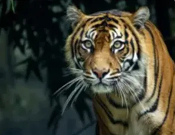 Photo of Tiger