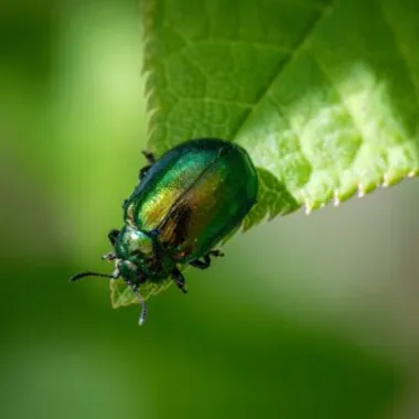 Photo of Bug