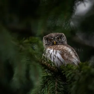 Phot of Owl