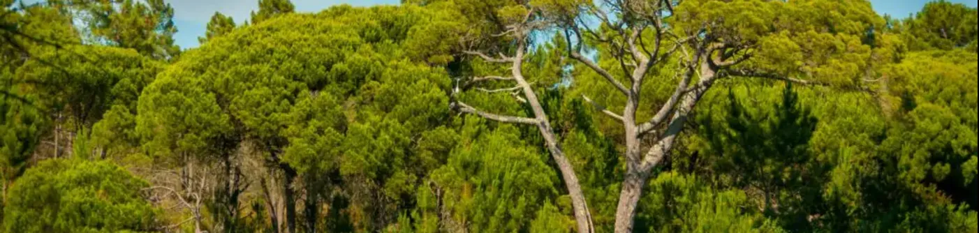 Photo of forest