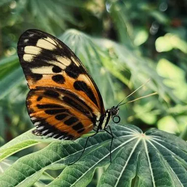 Phot of butterfly