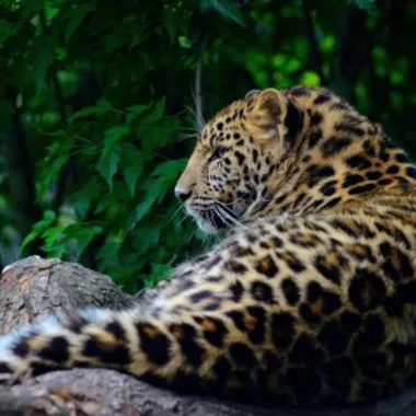 Photo of Leopard