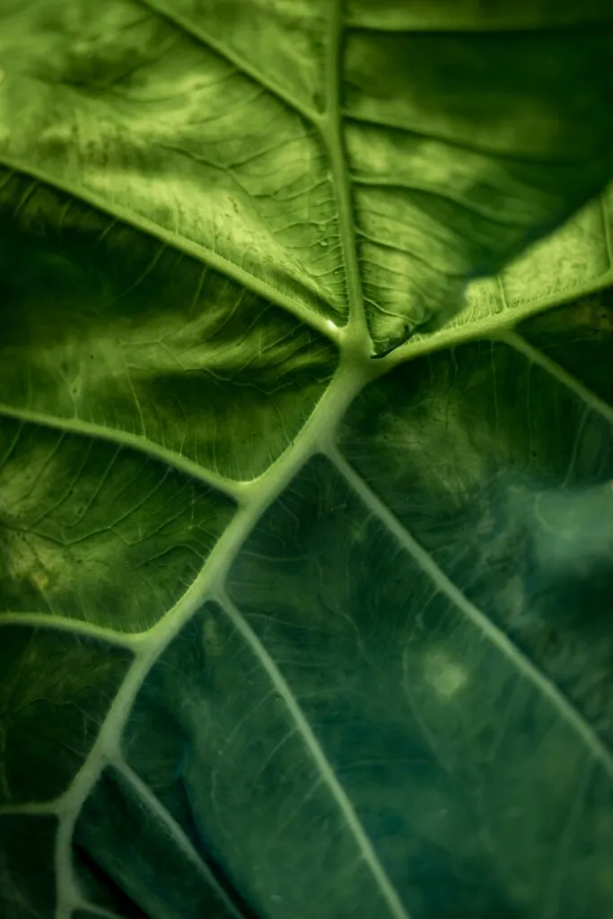 Photo of a leaf